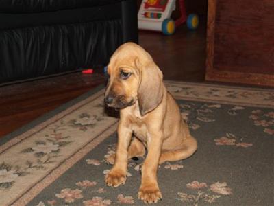 Bloodhound Puppy For Sale